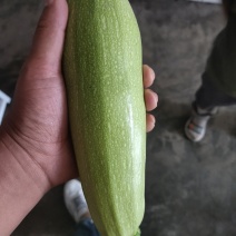各种蔬菜大量上市