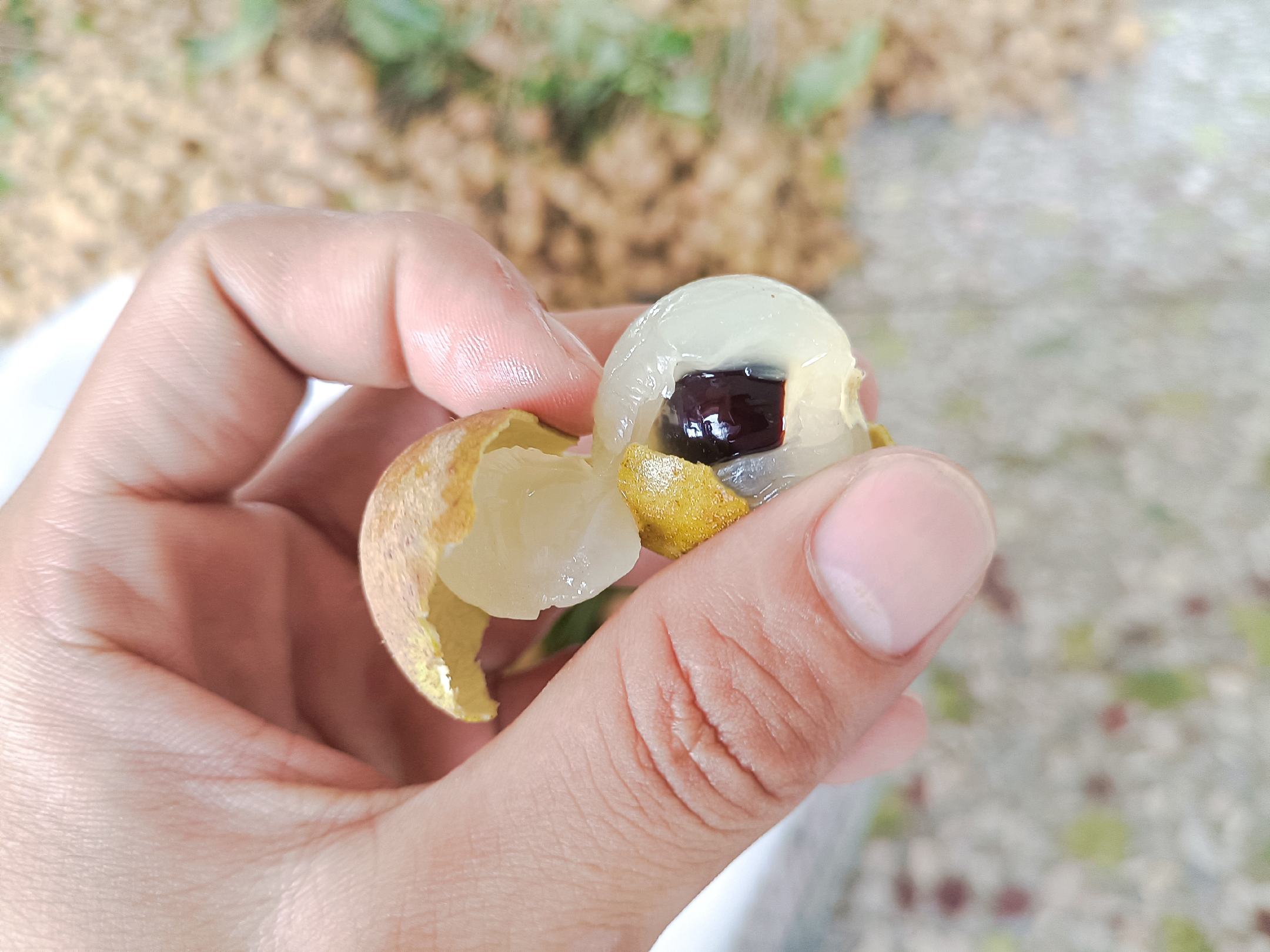 石硖龙眼果实在阳光下的特写,展示果肉晶莹剔透的质感 石硖龙眼果实在阳光下的特写