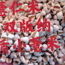 薏仁米、小薏仁、精选、新鲜干净无杂质、大量批发、包邮