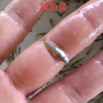 大量出售鳊鱼夏花苗（武昌鱼苗）