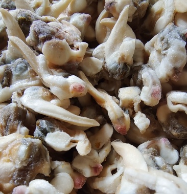 黄蚬肉青柳蛤肉蛤蜊肉