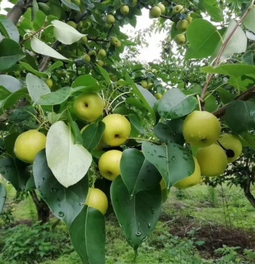 [七月红梨批发]云南红梨价格8.00元/公斤 - 一亩田