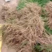 基地现挖芦笋种苗～芦笋苗批发量大优惠，质量诚信信得过单位