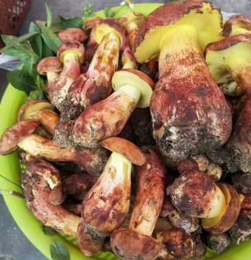 云南野生菌新鲜现货价格根据品种详聊