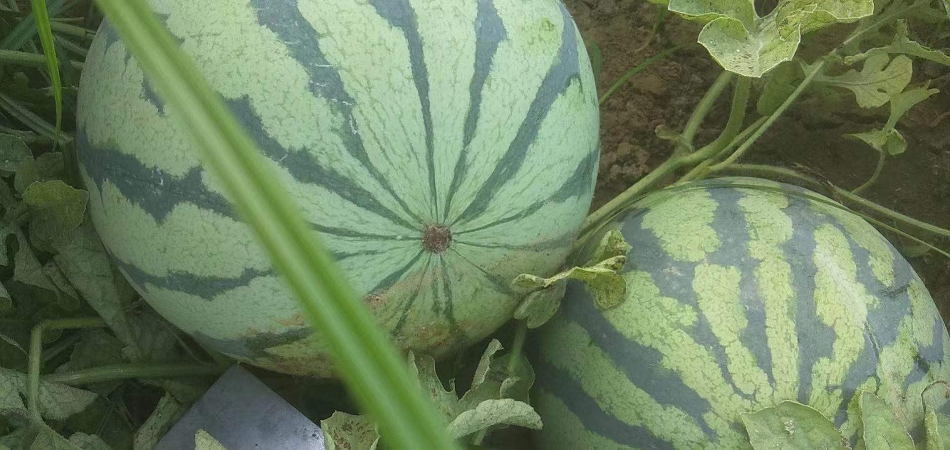 一幅中国传统水墨画,画面中有农夫在田间照料西瓜藤,远处有竹篱笆和茅屋,近处切开的西瓜露出红瓤黑籽,旁边摆放毛笔与古籍,体现文人与田园生活的结合 古代文人描绘西瓜种植场景的水墨画