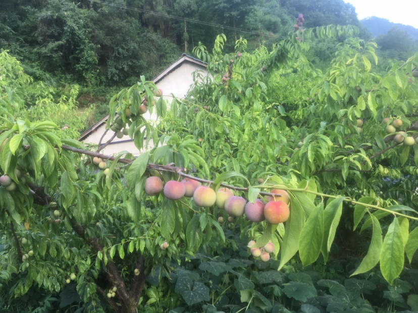 一片成熟的半边红李子果园,树上挂满果实,部分李子一侧呈现鲜艳的红色,阳光照射下果皮光泽明显,农民正在采摘,背景为丘陵地形和远处的村庄 半边红李子果园实景图
