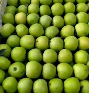 山东万亩藤木辽付青苹果大量上市,现摘现发,地头收货