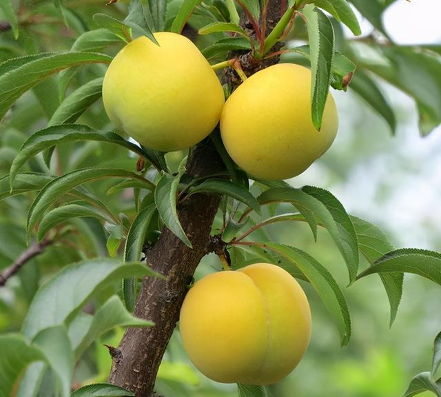 成熟蜂糖李特写照片