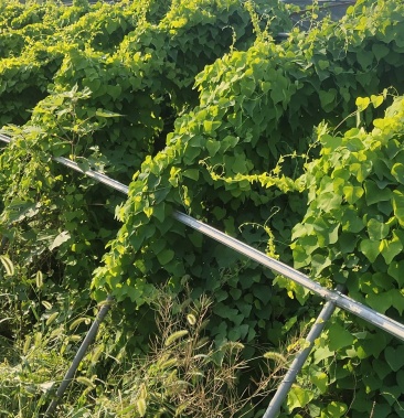 粉防己种苗一年苗大苗块茎苗湖北本地自产