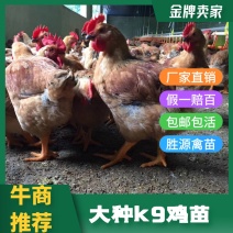 大种k9鸡苗肉鸡苗快大型鸡鸡苗出壳苗脱温肉鸡苗
