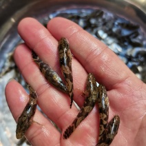 名优杂交笋壳鱼苗，泰国笋壳鱼苗