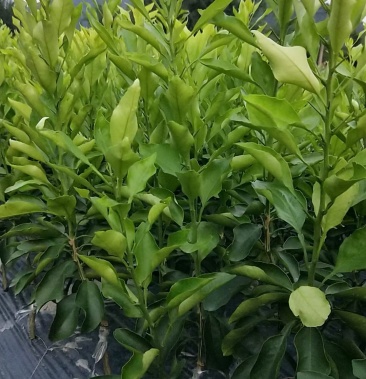 [柑桔苗批发]阳光一号桔柚苗价格18.00元/棵 - 一亩田