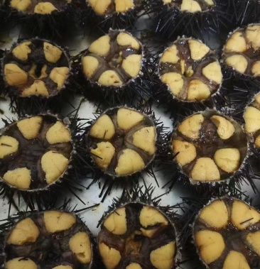 [海胆批发]大连紫胆价格80.00元/斤 - 一亩田