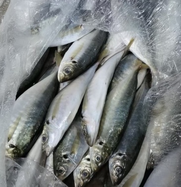 池鱼(竹夹鱼)大竹夹 小竹夹