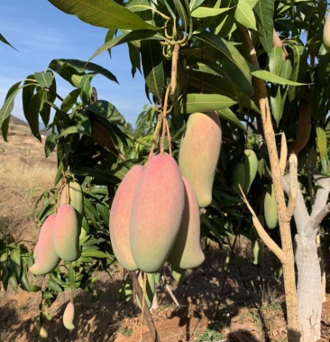 大量供应红象牙芒果金沙江边日照充足颜色艳丽