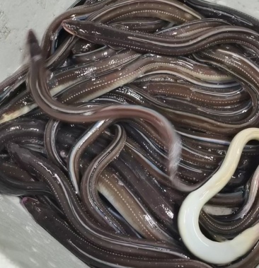 [鳗鱼批发]星鳗鱼价格75.00元/斤 - 一亩田