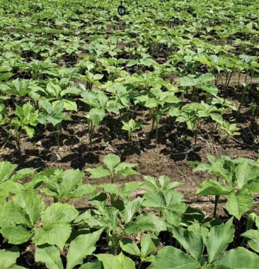 东北天南星苗天南星种苗数量有限纯野生繁育苗