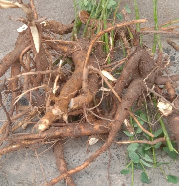 [苦参批发]野生苦参,须要的老板请联系我价格10.00元/斤 - 一亩田