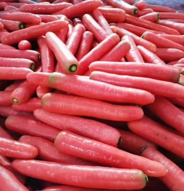 红萝卜大荔红萝卜大量上市了有需要的客户可以下单了