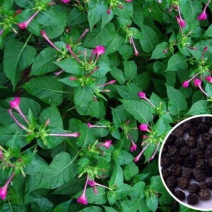 紫茉莉种子茉莉花种子地雷花种子胭脂花粉豆花种子五彩香茉莉