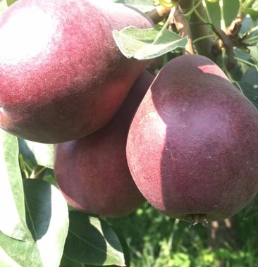 红皮梨产地,梨基地,红梨价格