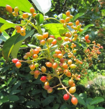 水翁种子别称水榕花卉苗木种子提供视频看货