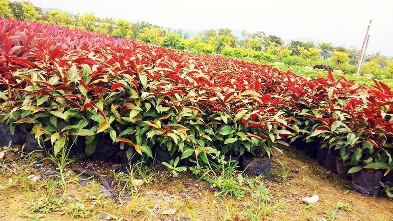 桂花树苗基地直销批发