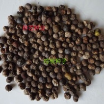 棕榈种子唐棕榈山棕树龙鳞棕观音竹棕竹老人葵种子芭蕉伞树种