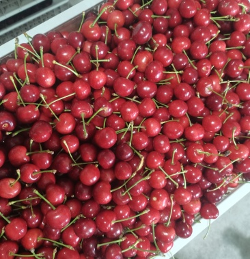 辽宁大连陆地巴托樱桃,货源充足,可视频看货