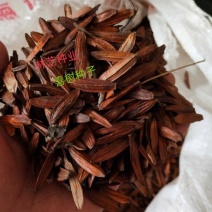 新采喜树种子林木种子量大优惠提供视频看货