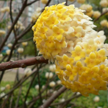 结香花种子打结花三叉木瑞香科庭院盆栽花卉观花打结树黄瑞香