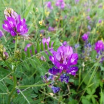 沙打旺种子多年生牧草四季果园绿肥防沙固土护坡耐寒耐旱盐碱
