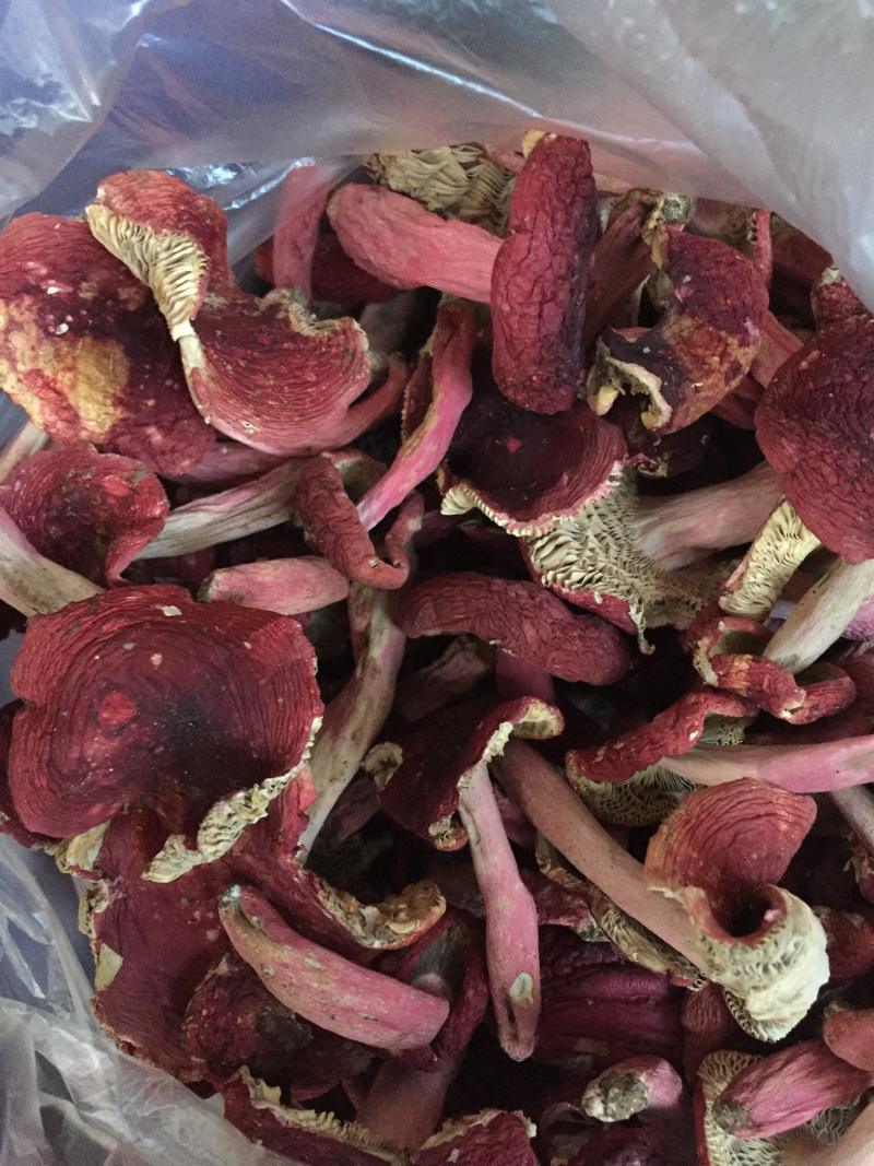 [红菌批发]广西钦州浦北县红菇 600.00元/斤红菌 _ 一亩田