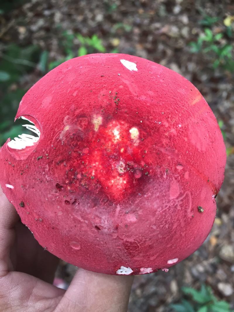 [红菌批发]广西钦州浦北县红菇 600.00元/斤红菌 _ 一亩田