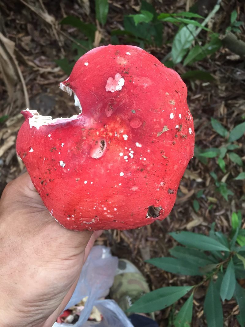 [红菌批发]广西钦州浦北县红菇 600.00元/斤红菌 _ 一亩田