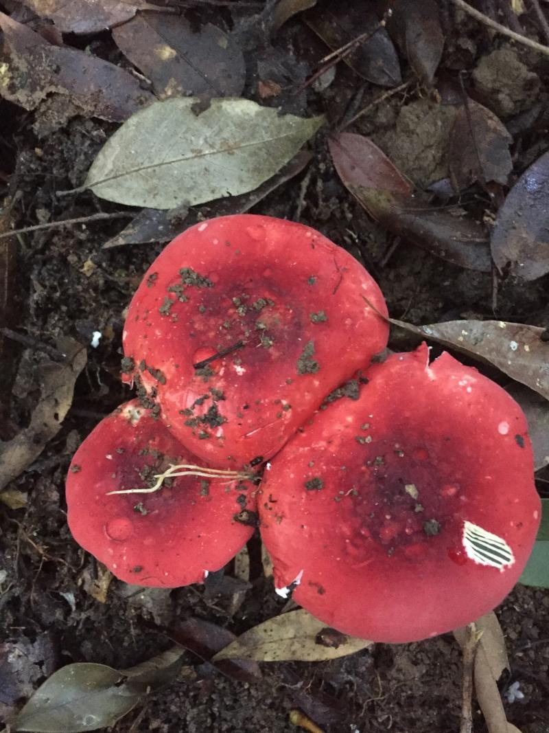 [红菌批发]广西钦州浦北县红菇 600.00元/斤红菌 _ 一亩田