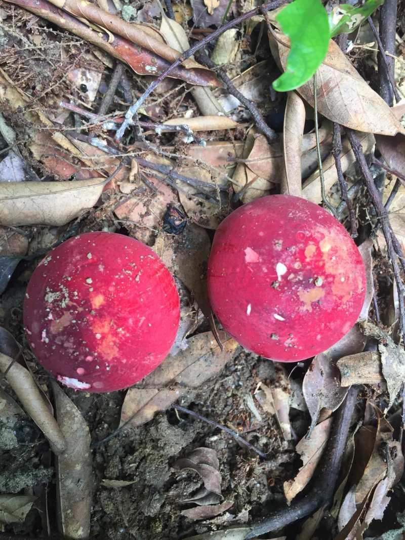 [红菌批发]广西钦州浦北县红菇 600.00元/斤红菌 _ 一亩田