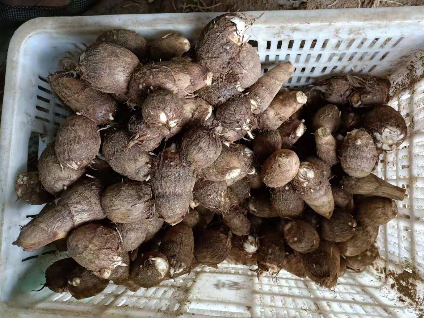 新鲜毛芋头堆放在竹筐中准备装车