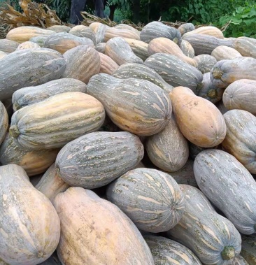 [蜜本南瓜批发]广西蜜本南瓜价格0.40元/斤 - 一亩田