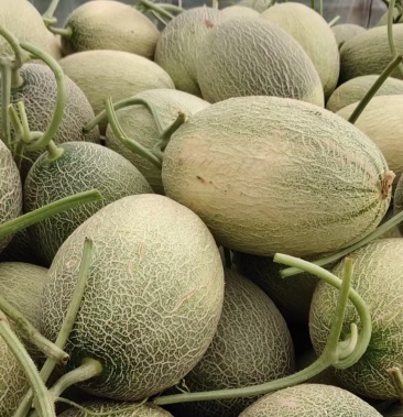 [晓蜜25哈密瓜批发]小蜜25号价格1.80元/斤 - 一亩田
