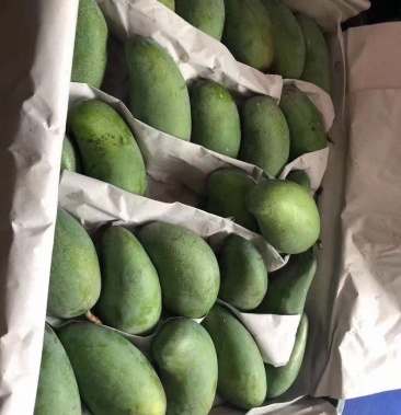 精品广西百色大青芒 批发 零售 皆可