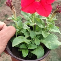 矮牵牛，精品矮牵牛花，基地直发，大量供应