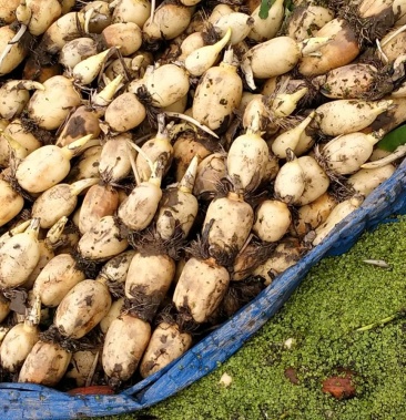 [赛珍珠藕批发]珍珠价格5.00元/斤 - 一亩田