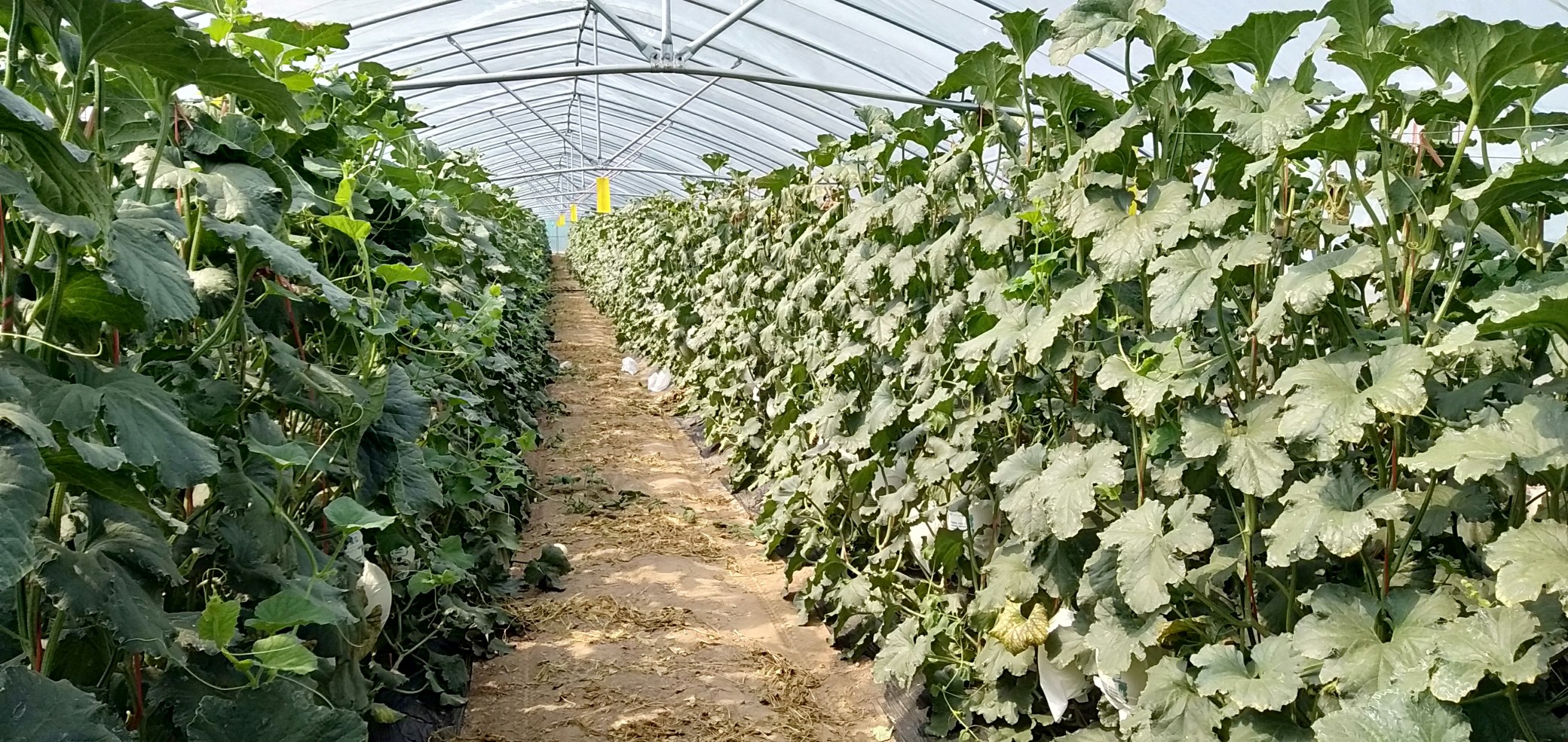 田间吊蔓栽培的玉菇甜瓜特写：数枚玉菇甜瓜悬垂于绿色藤蔓间，果皮乳白泛柔光，网纹清晰连贯，叶片浓绿健康，背景为透光大棚环境，体现现代化生态种植场景