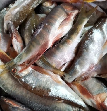 新鲜溪水马口鱼现杀冰鲜