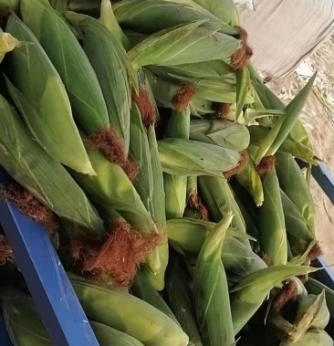 [玉米批发]鲜玉米价格0.40元/个 - 一亩田