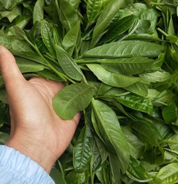 永德茶茶味厚重,苦涩轻,协调性较高.入口的汤体饱满厚实