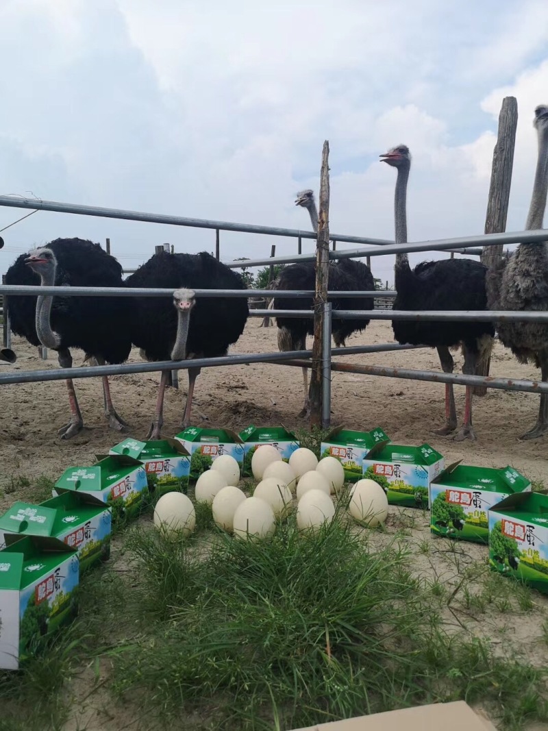 广西南宁西乡塘区鸵鸟苗 38.98元/只鸵鸟幼苗一