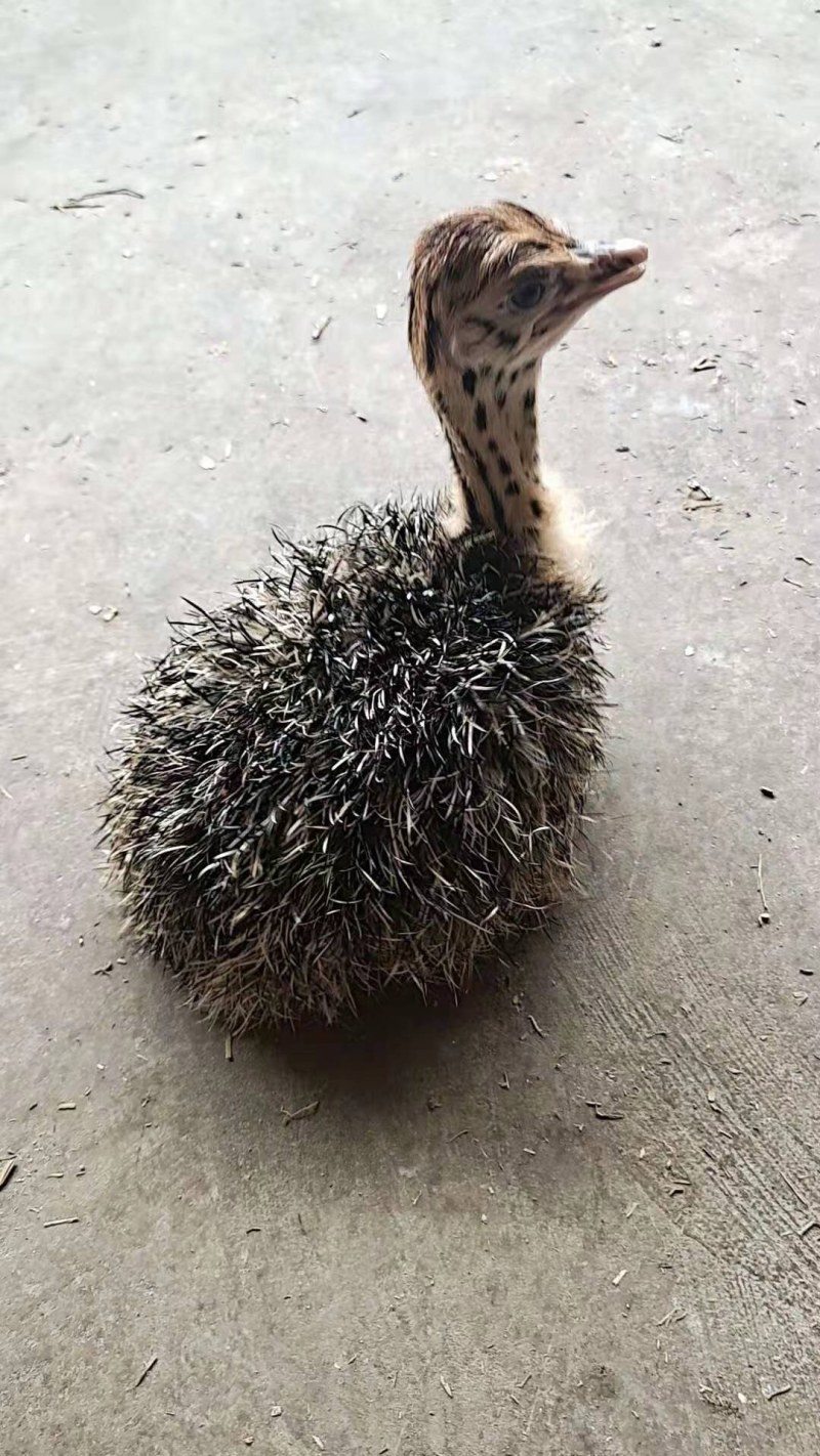 广西南宁西乡塘区鸵鸟苗 38.98元/只鸵鸟幼苗一