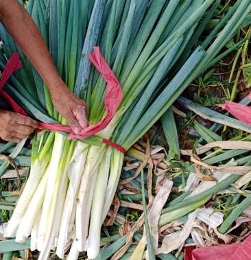 [大葱批发]脱水葱价格0.40元/斤 - 一亩田